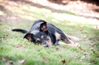 Picture of shepherd mix lying in grass