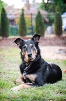 Picture of shepherd mix resting in grass with ears perked