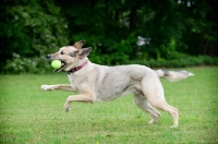 Picture of shepherd mix running with ball in mouth