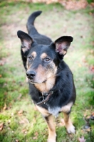 Picture of shepherd mix standing