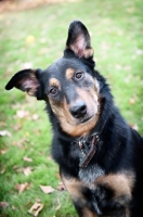 Picture of shepherd mix tilting head