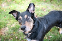 Picture of shepherd mix