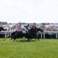 Picture of shergar,18, at tattenham corner, the derby