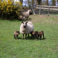 Picture of shetland ewe and three lambs drinking