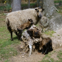 Picture of shetland ewe and three lambs