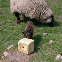 Picture of shetland ewe with a lamb licking a salt lick 