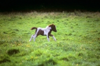 Picture of shetland foal cantering in field