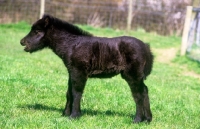 Picture of shetland foal crying out for mother