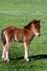 Picture of shetland foal standing on grass