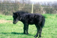 Picture of shetland foal