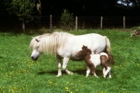 Picture of shetland mare and foal walking together