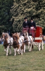 Picture of shetland ponies driven in trade and agricultural light turnout class