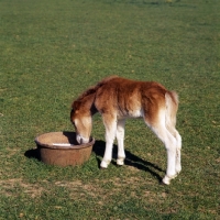 Picture of shetland pony foal investigating