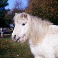 Picture of shetland pony head study
