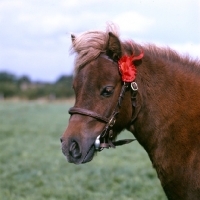 Picture of shetland pony head study