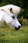 Picture of shetland pony, head