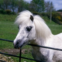 Picture of shetland pony looking over fence