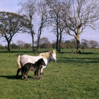 Picture of shetland pony mare and foal in field