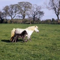 Picture of shetland pony mare and foal trotting  and cantering in field