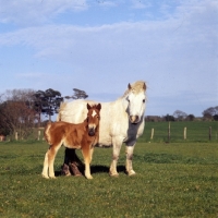 Picture of shetland pony mare and foal 