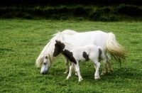 Picture of shetland pony mare and foal