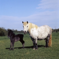 Picture of shetland pony mare and foal