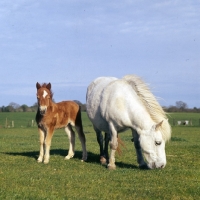 Picture of shetland pony mare and foal