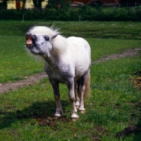 Picture of shetland pony scent savouring by pile of dung