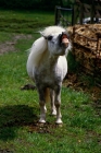 Picture of shetland pony scent savouring