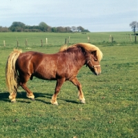 Picture of shetland pony stallion walking in field