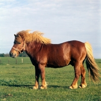 Picture of shetland pony stallion