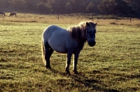 Picture of shetland pony standing in a field at sunrise
