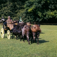 Picture of shetland pony team in driving competition