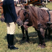 Picture of shetland pony team in driving competition, close up of one pony