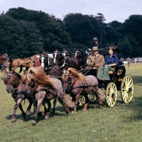 Picture of shetland pony team in driving competition