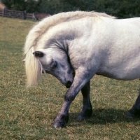 Picture of shetland pony with arched neck nibbling leg
