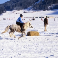 Picture of shetland pony with child rider racing in austria