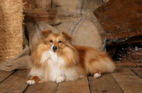 Picture of Shetland sheepdog (aka sheltie) in barn