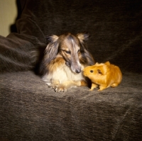 Picture of Shetland Sheepdog and a Guinea Pig sniffing each other