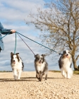 Picture of Shetland Sheepdog, Australian Shepherd (miniature) and Australian Shepherd on lead