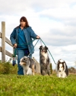 Picture of Shetland Sheepdog, Australian Shepherd (miniature) and Australian Shepherd on lead