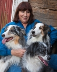 Picture of Shetland Sheepdog, Australian Shepherd (miniature) and Australian Shepherd with owner