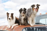 Picture of Shetland Sheepdog, Australian Shepherd (miniature) and Australian Shepherd on car bonnet