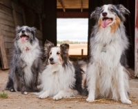 Picture of Shetland Sheepdog, Australian Shepherd (miniature) and Australian Shepherd 