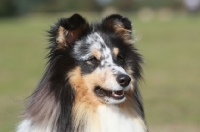 Picture of Shetland Sheepdog head study