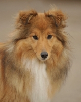 Picture of Shetland Sheepdog head study