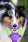 Picture of shetland sheepdog holding toy in mouth