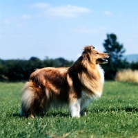Picture of shetland sheepdog in field