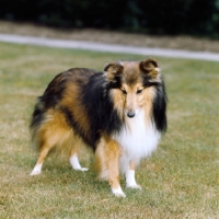 Picture of shetland sheepdog in full coat