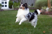 Picture of shetland sheepdog jumping